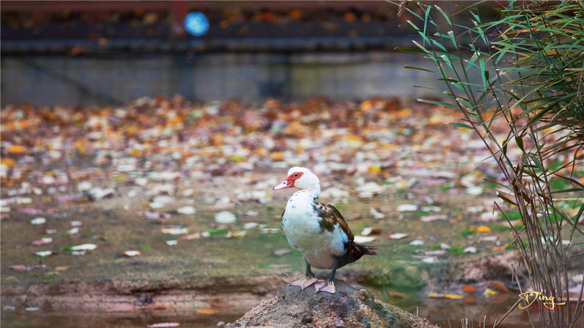张良|汉朝张良为何隐居洛阳这个地方？白云山下真的有仙气吗？