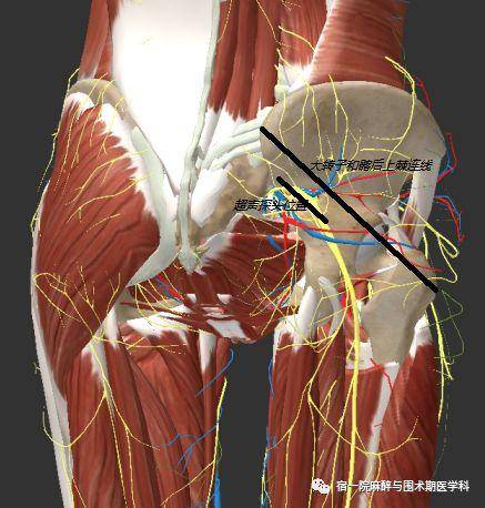 围术杂谈丨骶丛神经阻滞解剖基础