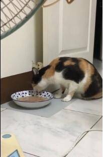 三花猫一脸快饿死,奶奶看了好心疼,下秒端出大盘子让家人傻眼!