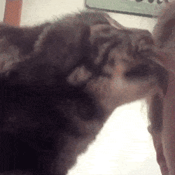 身为猫主子,必须为奴才洗(舔)头!