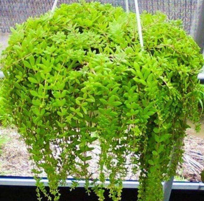 阳台种什么植物比较旺 23dc3dd6c37a42bb959e2bb15b2b285c.jpeg