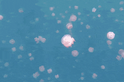 一闪一闪亮晶晶,漫天都是小水母,好像粉色的少女梦境