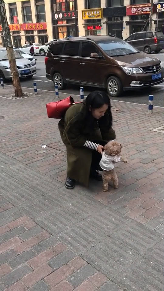 狗狗陪主人逛街,走累就向主人索求抱抱,一脸萌样捕获少女心