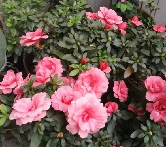 怎么养花枝不臭 08c930891f6a4d7398a90879bd537d74.jpeg