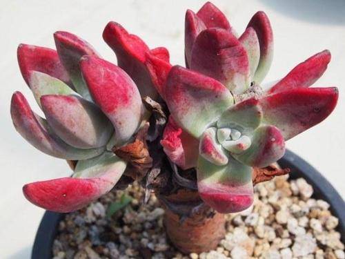 盆栽花卉什么时候换土 50a68487b02b4d7f80824059f34586f8.jpeg