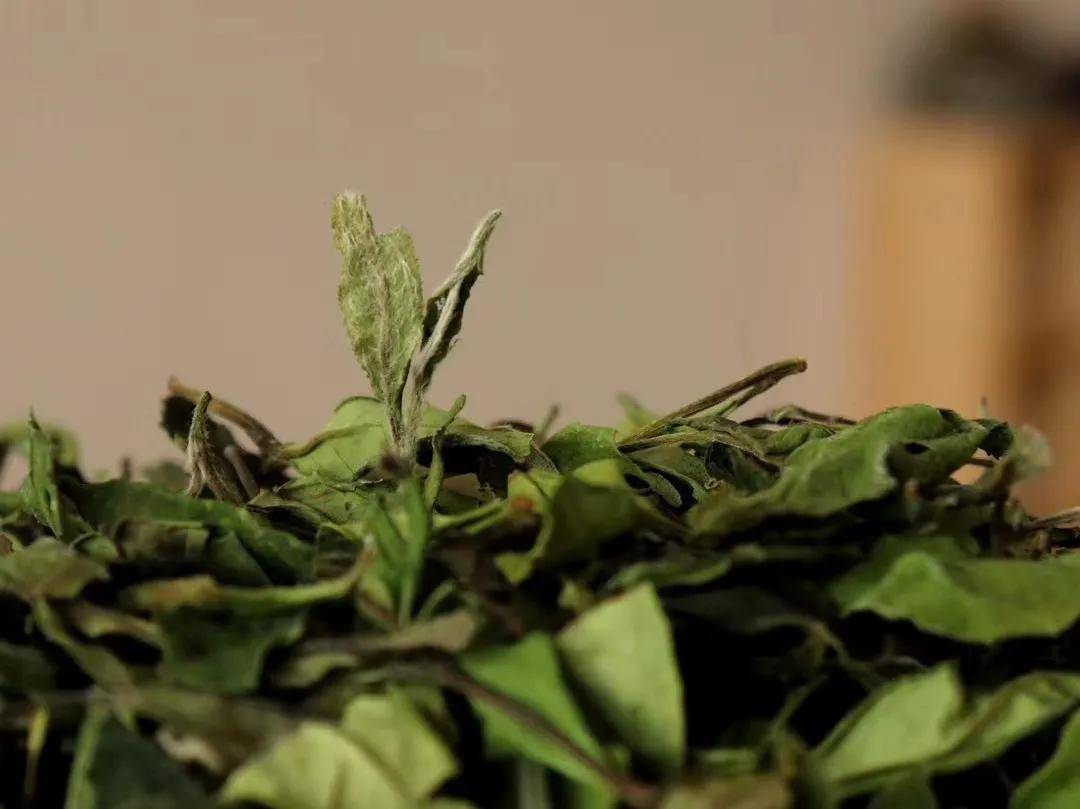 白茶|暮秋养生就选它！绿茶、红茶、青茶、福鼎白茶