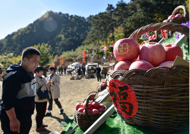 遵化|河北遵化推动山地苹果成为富民“金果”