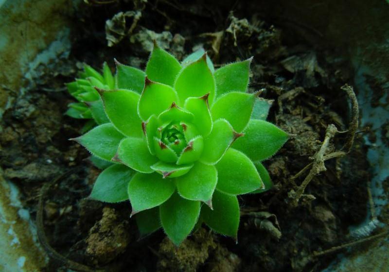 多肉怎么控制徒长 a604a4f943df46149833a043eae237b9.jpeg