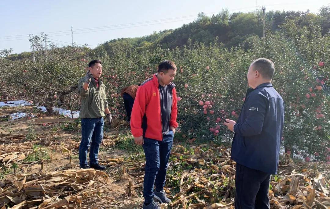 根力多 走中国——苹果园里会"变"的增值_栖霞市