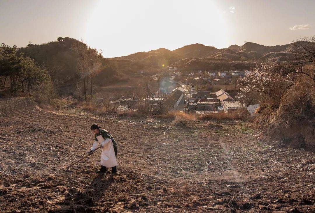 小米|150天修炼期只为这一碗米油浓稠小米粥延庆山地小米十月秋收