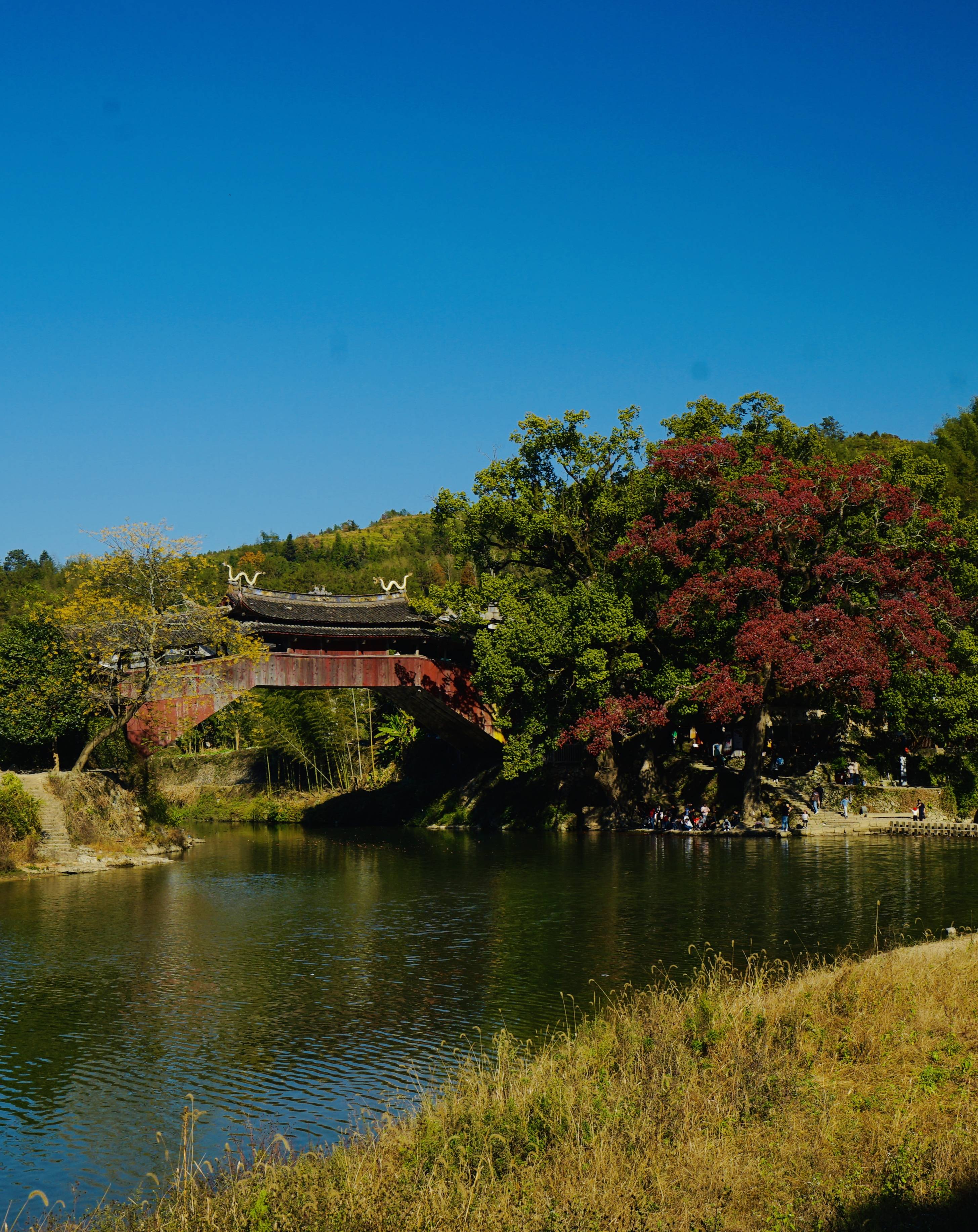 温州红叶的绝佳观赏地，世界最美廊桥旁，深秋的千年乌桕美如画_泰顺