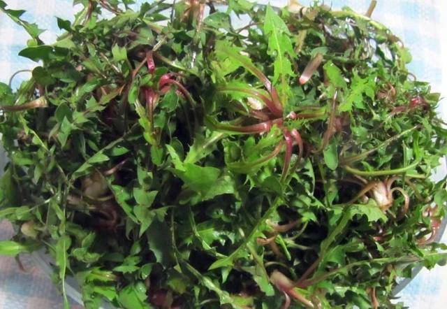 婆婆丁是苦碟子吗 8b1091d9c87e4b9cb6c94888ad00f3e3.jpeg