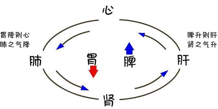 分为升,降,出,入四种基本形式,脾气升胃气降,肝气升肺气降,心肾相交