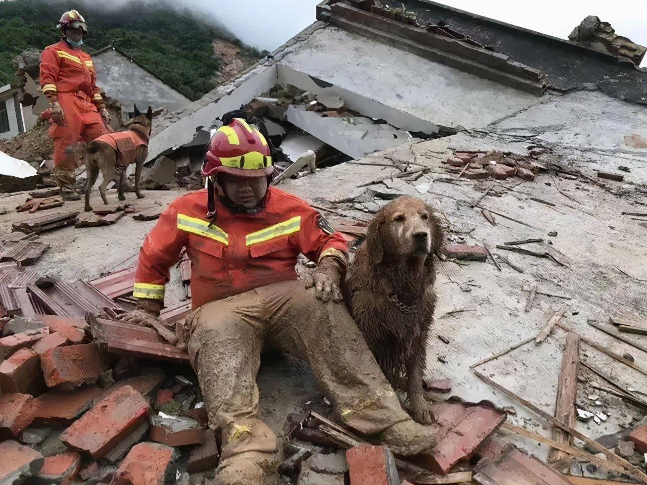 你还记得满身是泥的搜救犬图图吗它现在会拆家了