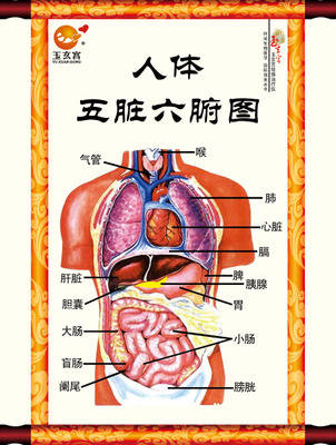 滋肝补肾,平衡阴阳,调三焦等方法来畅通人体经络血脉,修复五脏六腑