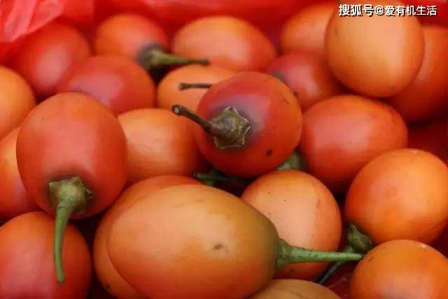 原创云南有一种水果,叫做"树酸茄",天然酸味,特别鲜美,可以生吃