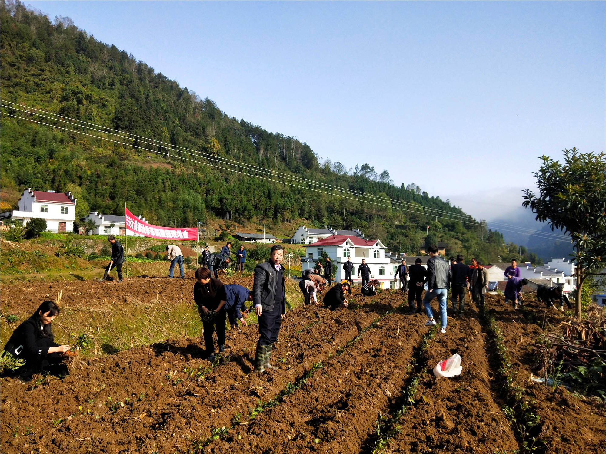 平利县大贵镇因茶致富