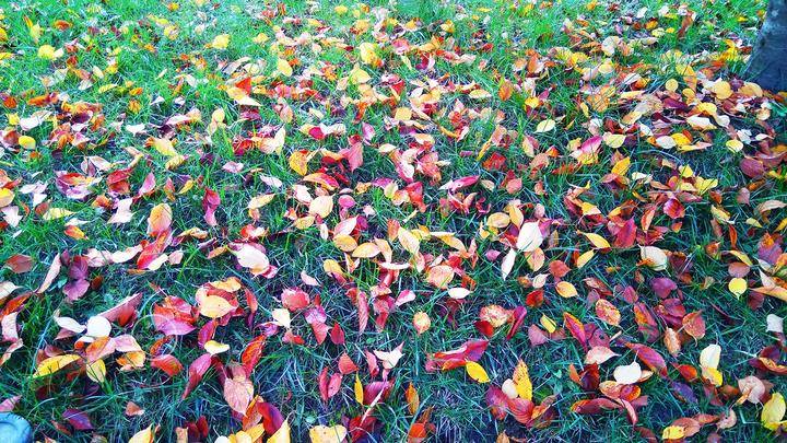 原创秋叶用最后的色彩,惊艳了秋天