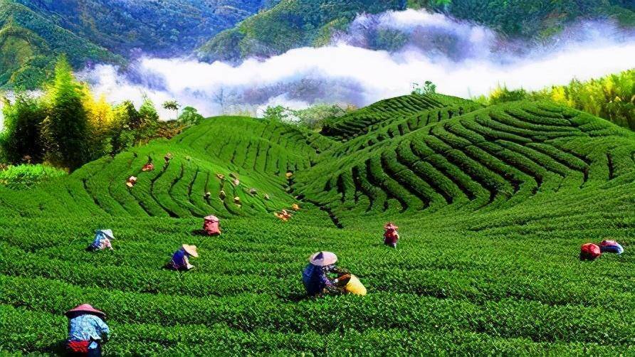 总结一文概全云南普洱茶台地茶与乔木老树茶的区别