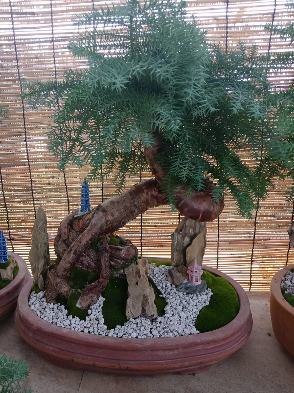 原创澳洲杉颜值高,养成盆景更名贵,摆放位置有讲究,现在跟你说说