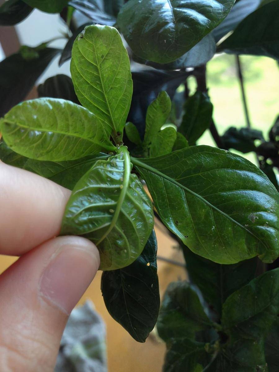 花盆,盆栽里有小飞虫怎么办?用什么能彻底消灭?