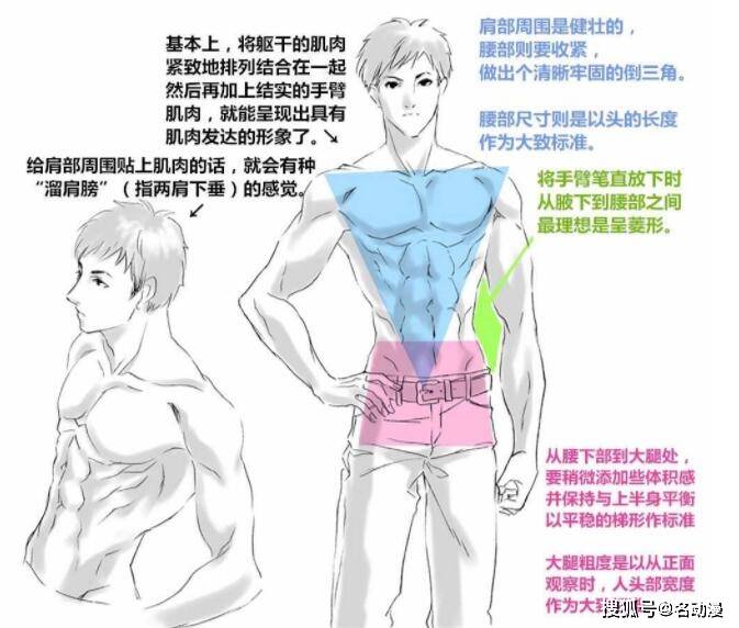 动漫中人体肌肉的画法