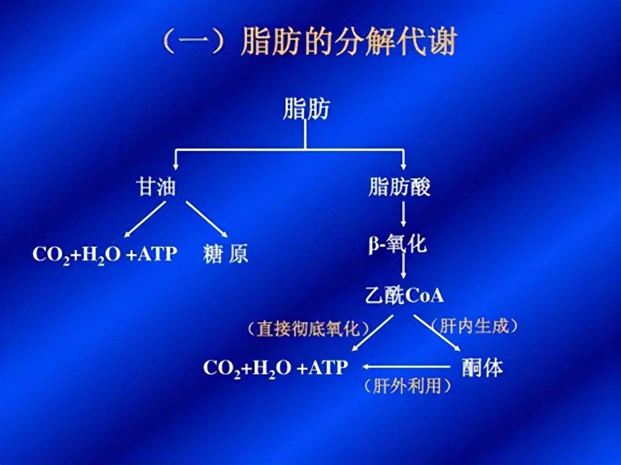 这些脂肪细胞形成的脂肪组织,就构成了你肚子上,大腿上的肥肉们.