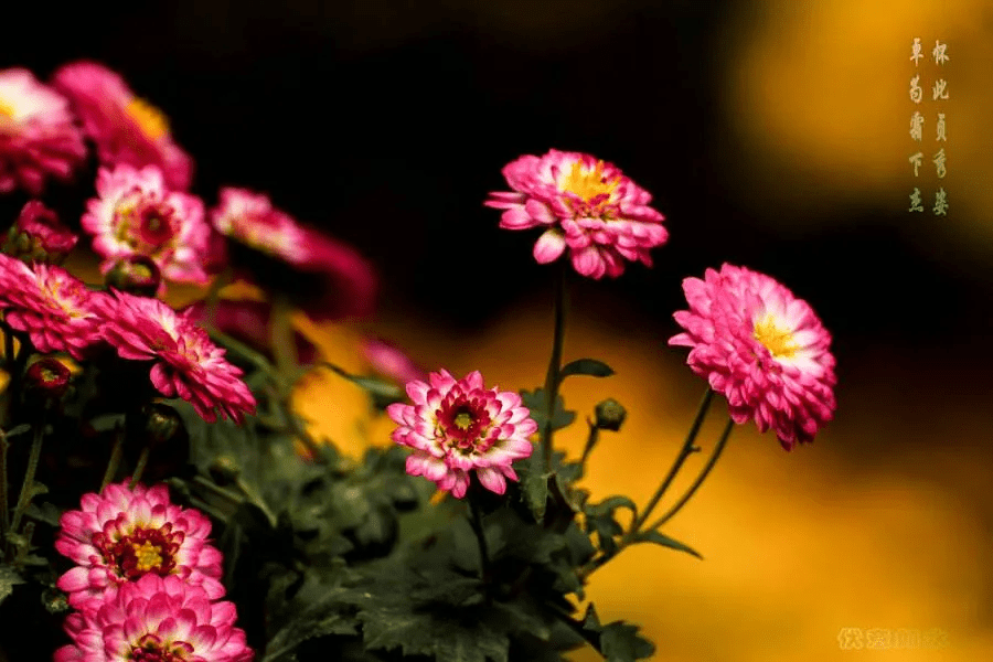 f584a20ad75840239883f793f0001ef6.png