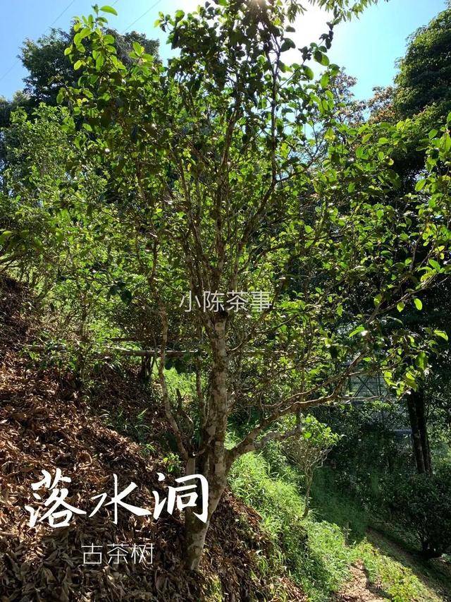 云南茶农人口_云南茶农采茶图