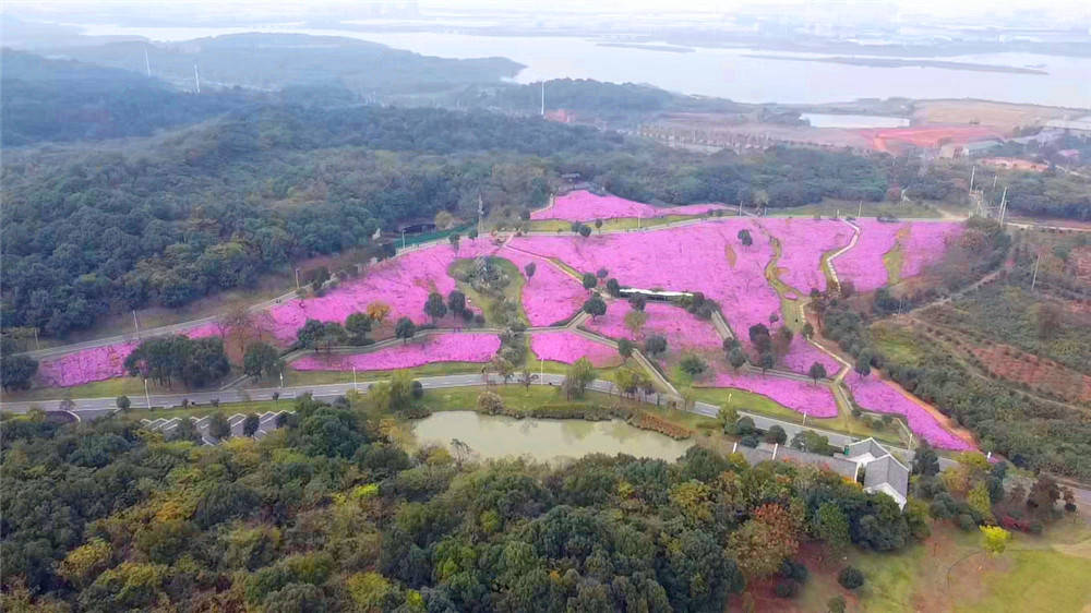 惠游湖北打卡武汉龙灵山生态公园十里花坡花开正茂