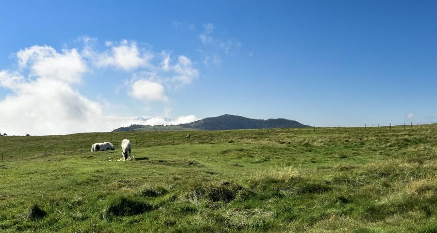 家电双11首战锁定高端，三季报强势反弹，以旧换新起风潮-家电圈官网