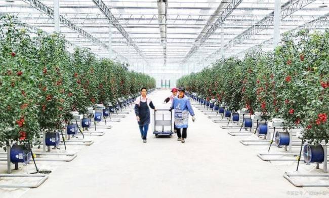 点击查看源网页 粤港澳大湾区菜篮子 农业大健康 林裕豪 从玉谋定强农产业