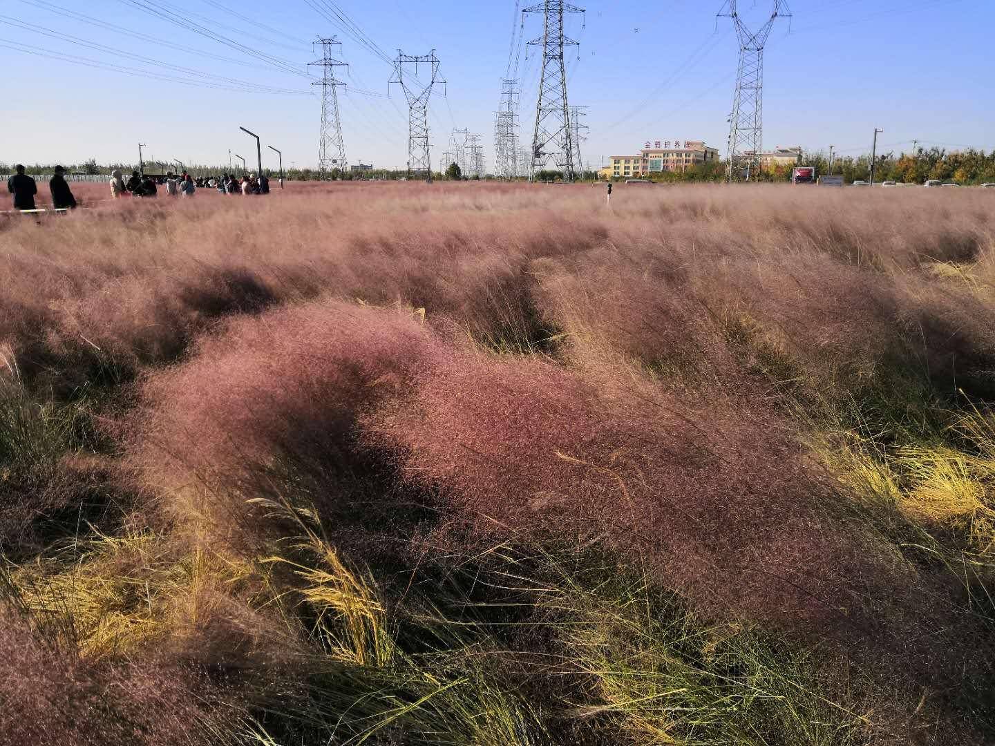 北京这个森林公园火了,不止有难得一见的粉黛子花丛,还有一片海