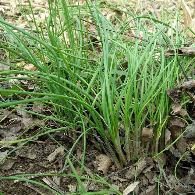 如何种植香葱啊 1940c00aa8cd4c4cadf695295f45c5a2.jpeg