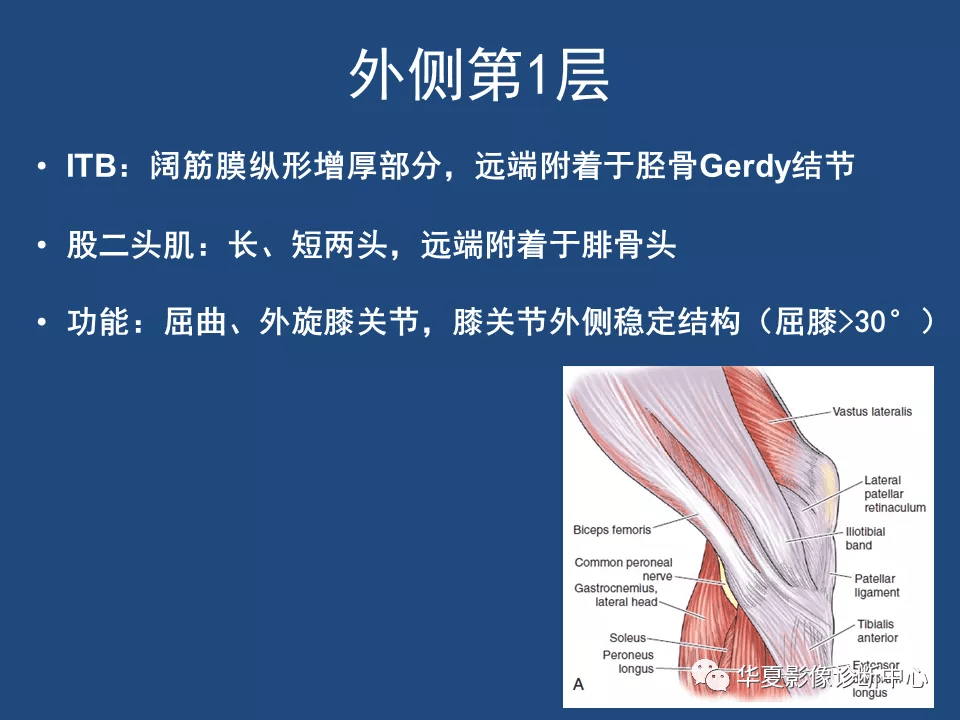 膝关节解剖详细图解
