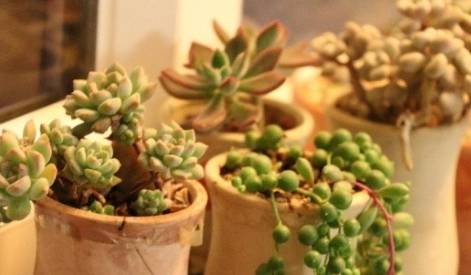 多肉叶插只生根不发芽咋办 9fa7476e79ae49f6b5760974ae67ff6f.jpeg