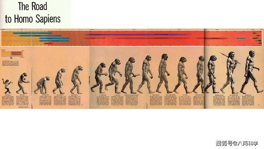 人类进化是个骗局这张人类进化图是错的误导了无数人