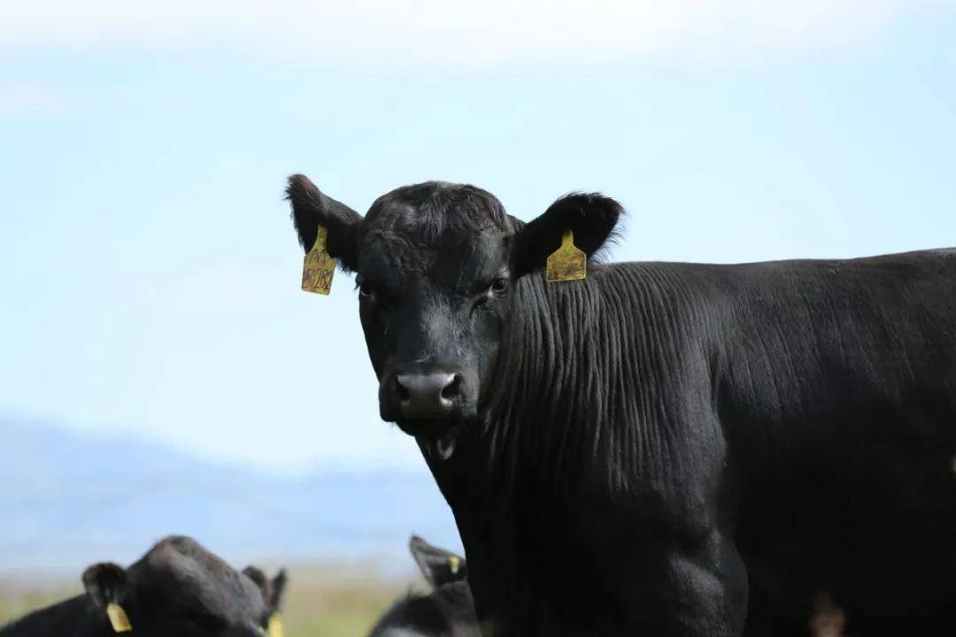 更要介绍一款宝藏牛肉—— 来自新疆的有机谷饲安格斯牛肉