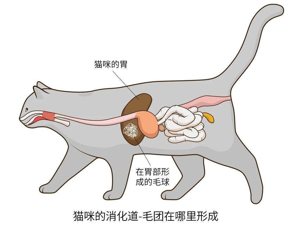 猫咪吐毛球的那些事儿【喵小小】
