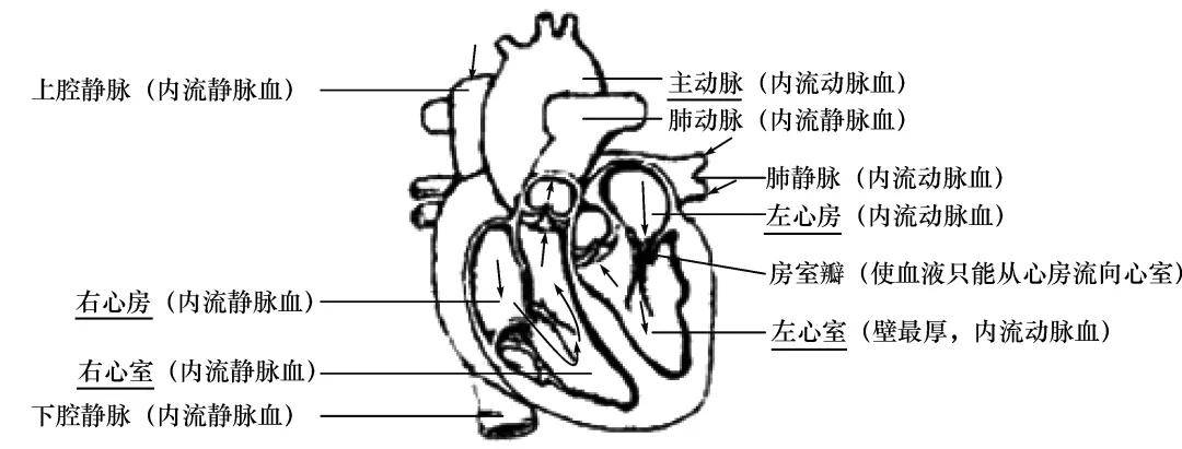 心脏的结构