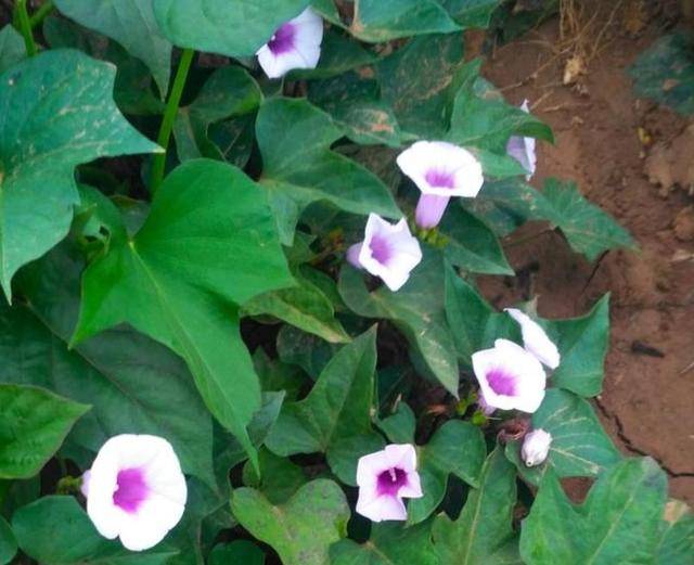 农业专家在牵牛花上嫁接出红薯,有人问能嫁接出土豆吗