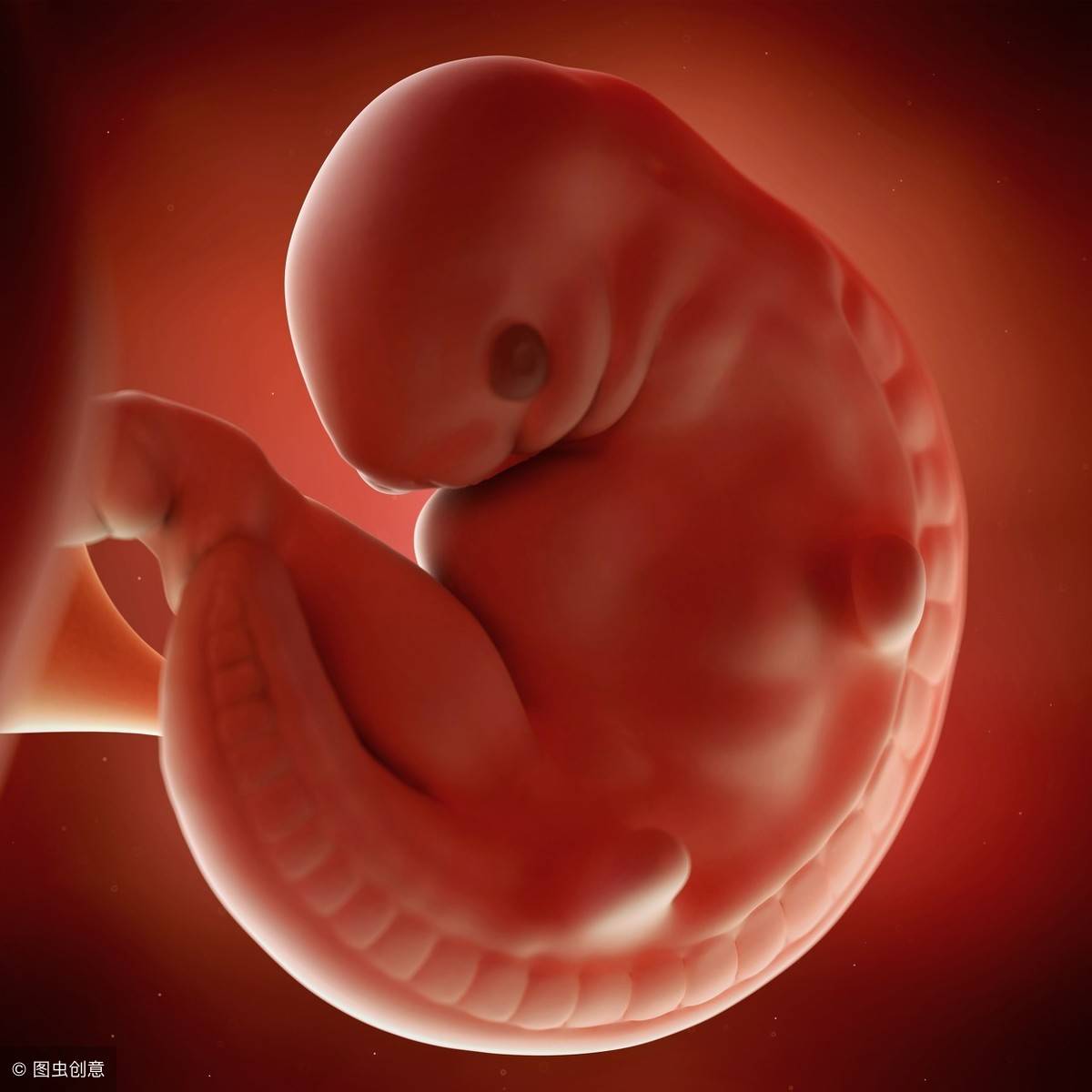 胎儿发育过程_文档下载