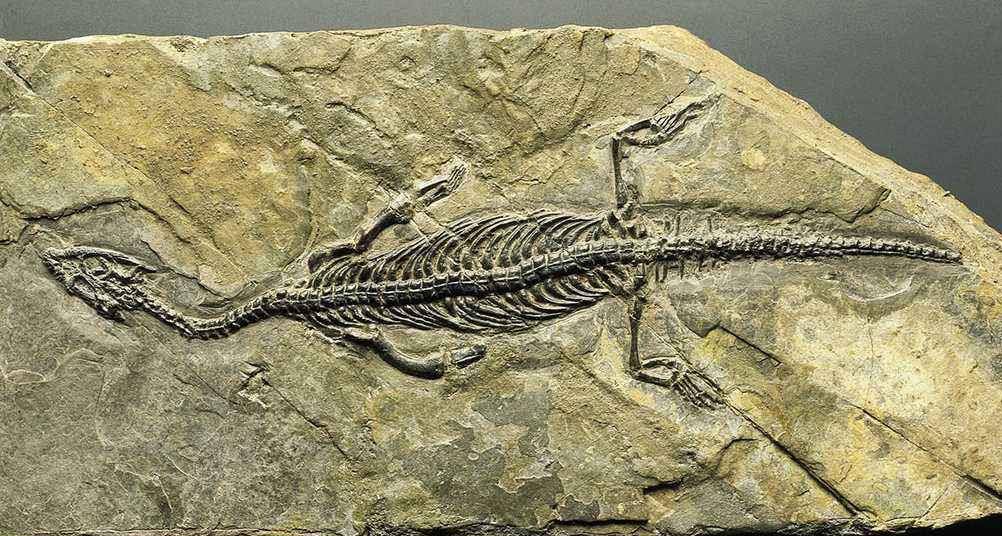 原创缅甸的琥珀化石中,发现了恐龙的羽毛,专家说:很难得