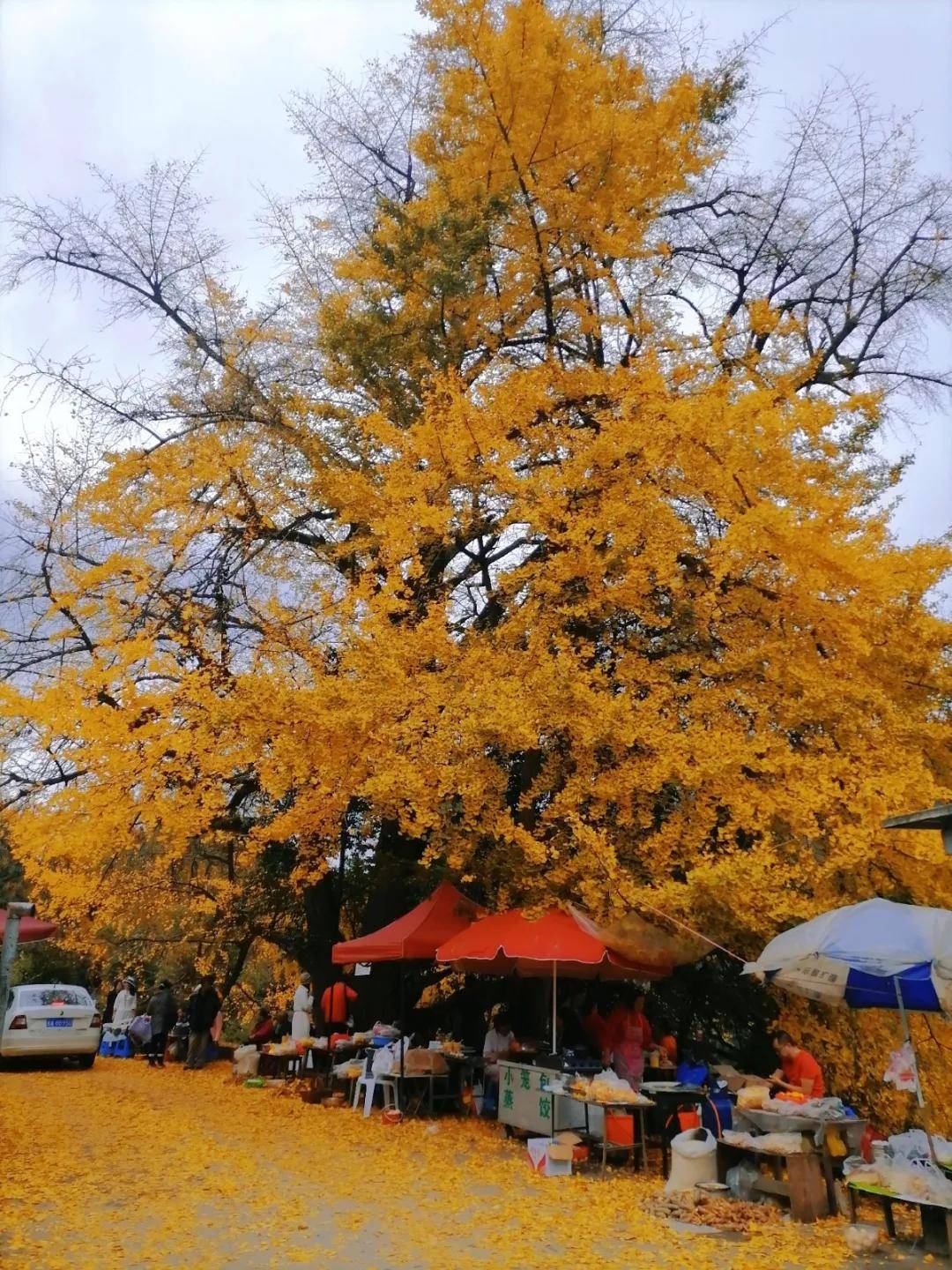 在贵州邂逅藏于时间的深秋美景_银杏树