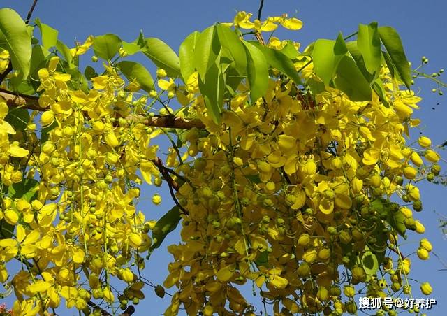 金链花:花开似"黄金雨",为什么无人敢养它?