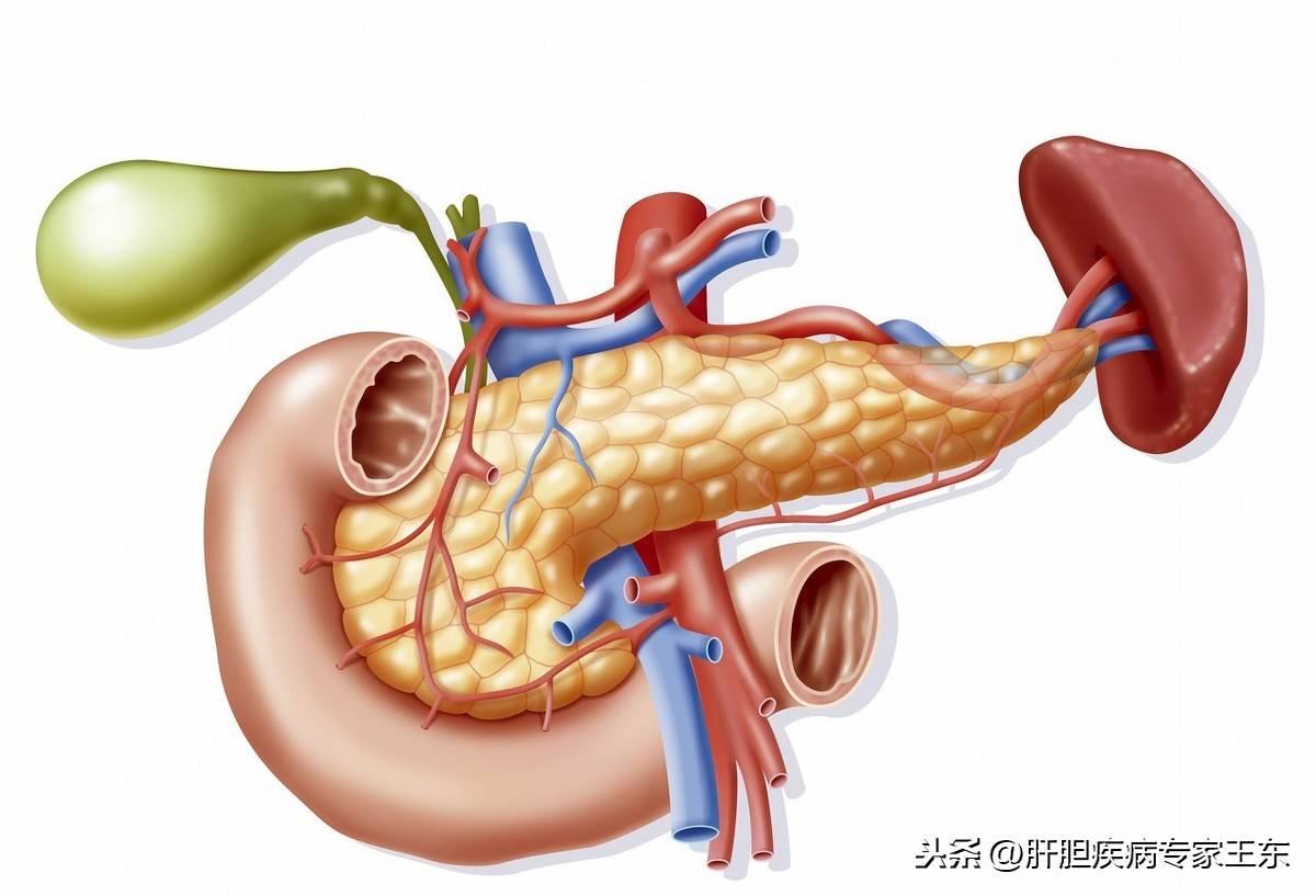 保护胰腺,就是守住我们的生命线!