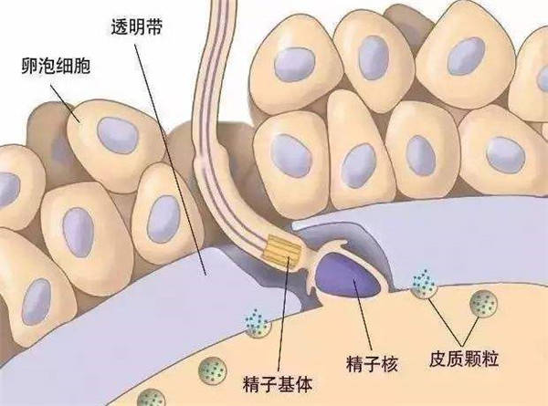 af8556c4526c404eae0fca9b20e997ed.jpeg