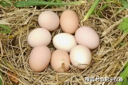 怎样挑选鸡蛋才是新鲜 f46aa9aa62c444f796dd73c1203dd09a.png
