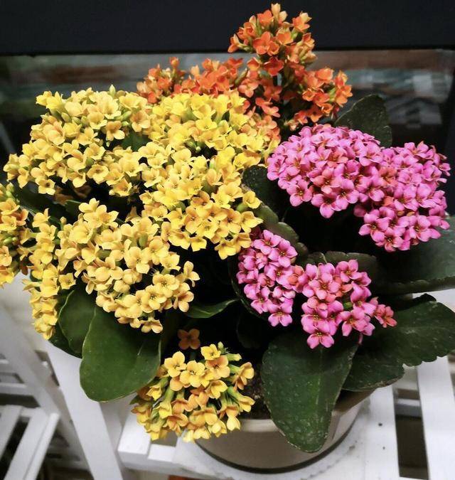 富贵籽怎么不开花 5db0a84afb6b4061ad4a41a3baa56557.jpeg