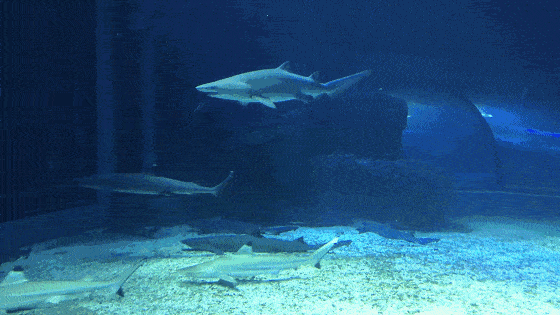 铰口鲨又叫"护士鲨",护士一词来源于"nusse",猫鲨科一种常见种类的